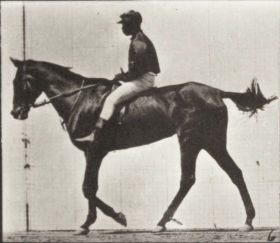 Plate 580 'Annie G.' walking, saddled — figure reference